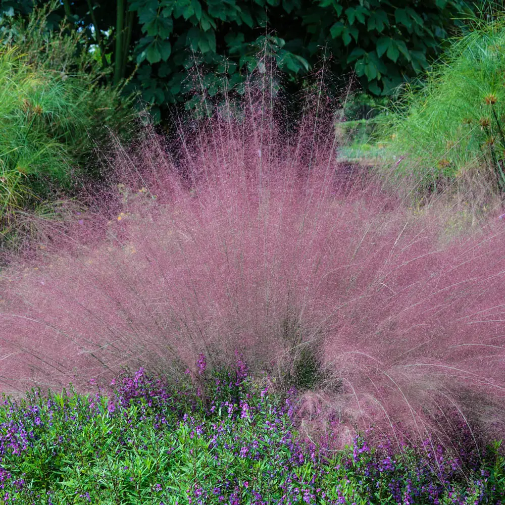 Cotton Candy Ornamental Grass - Image 2