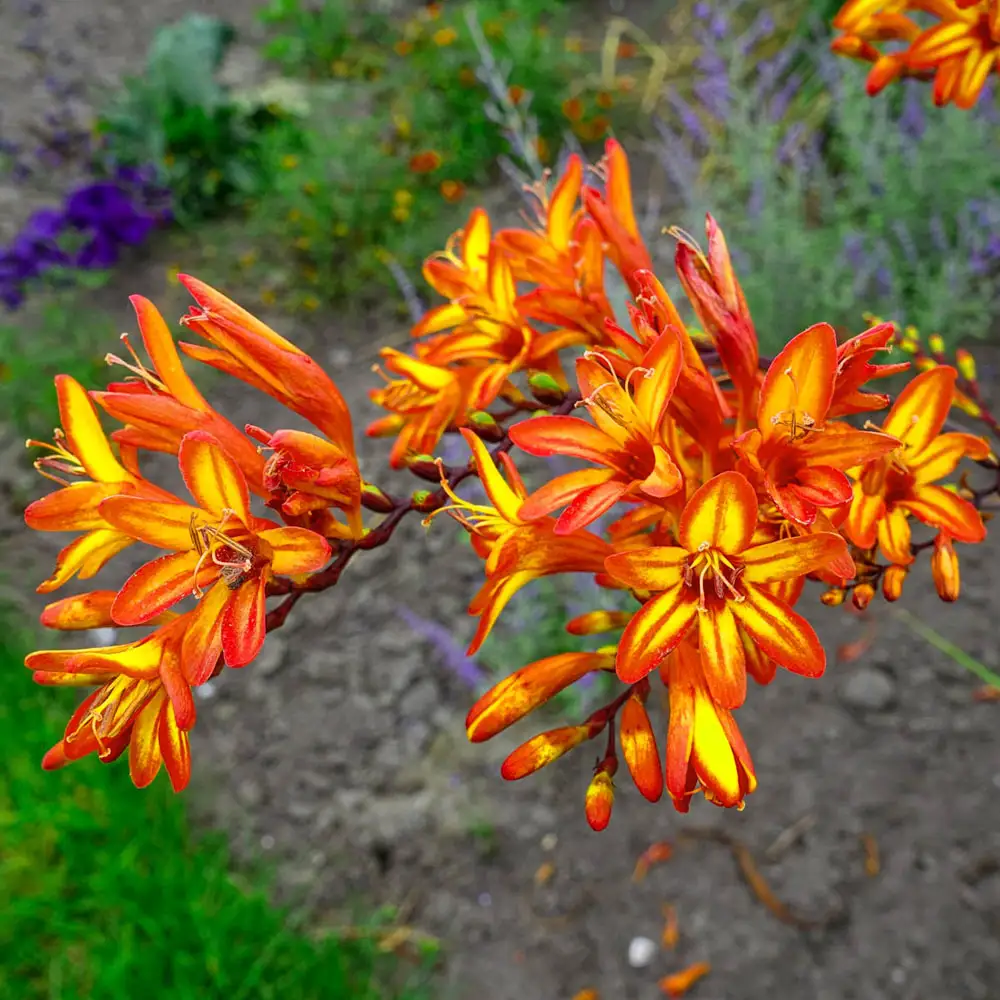 Crocosmia Firestarter