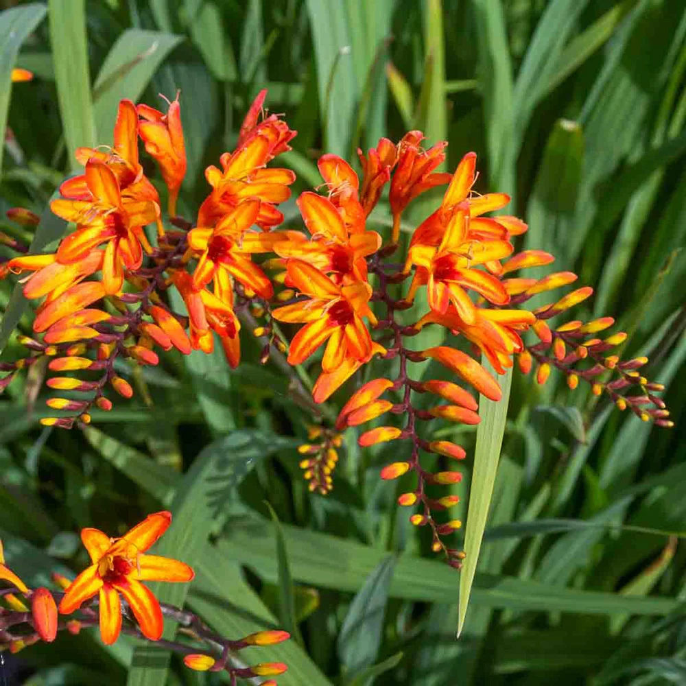 Crocosmia Firestarter - Image 3