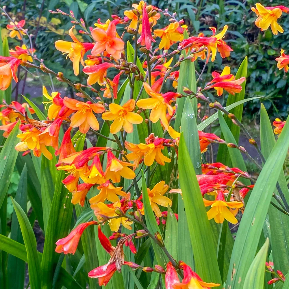 Crocosmia Harlequin - Image 3