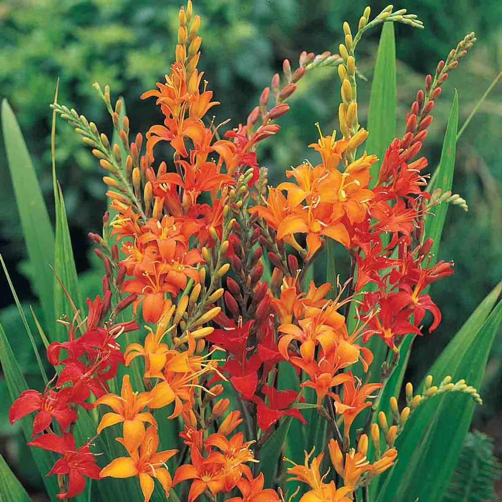 Crocosmia Mix - Image 6