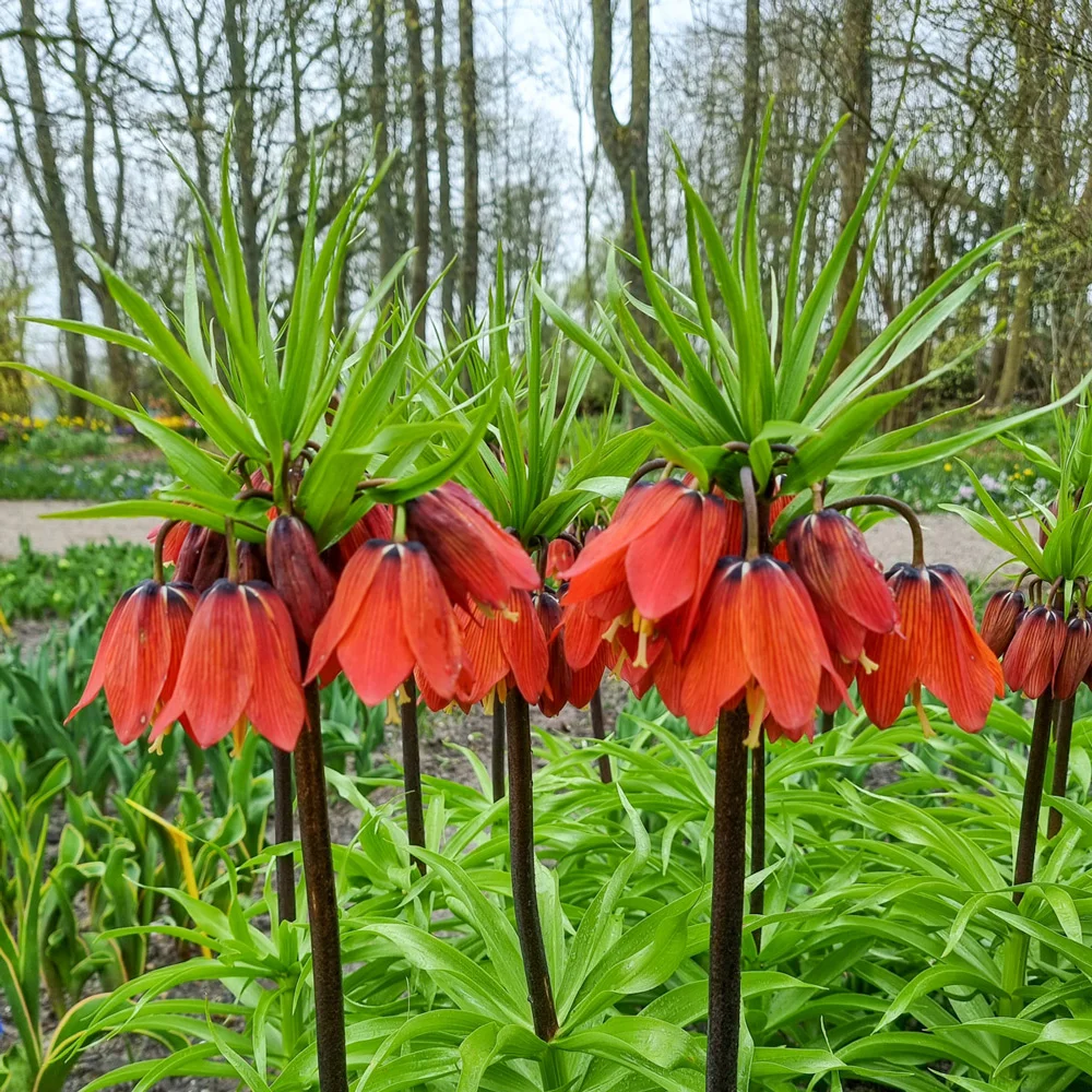 Crown Imperial Red Beauty - Image 2