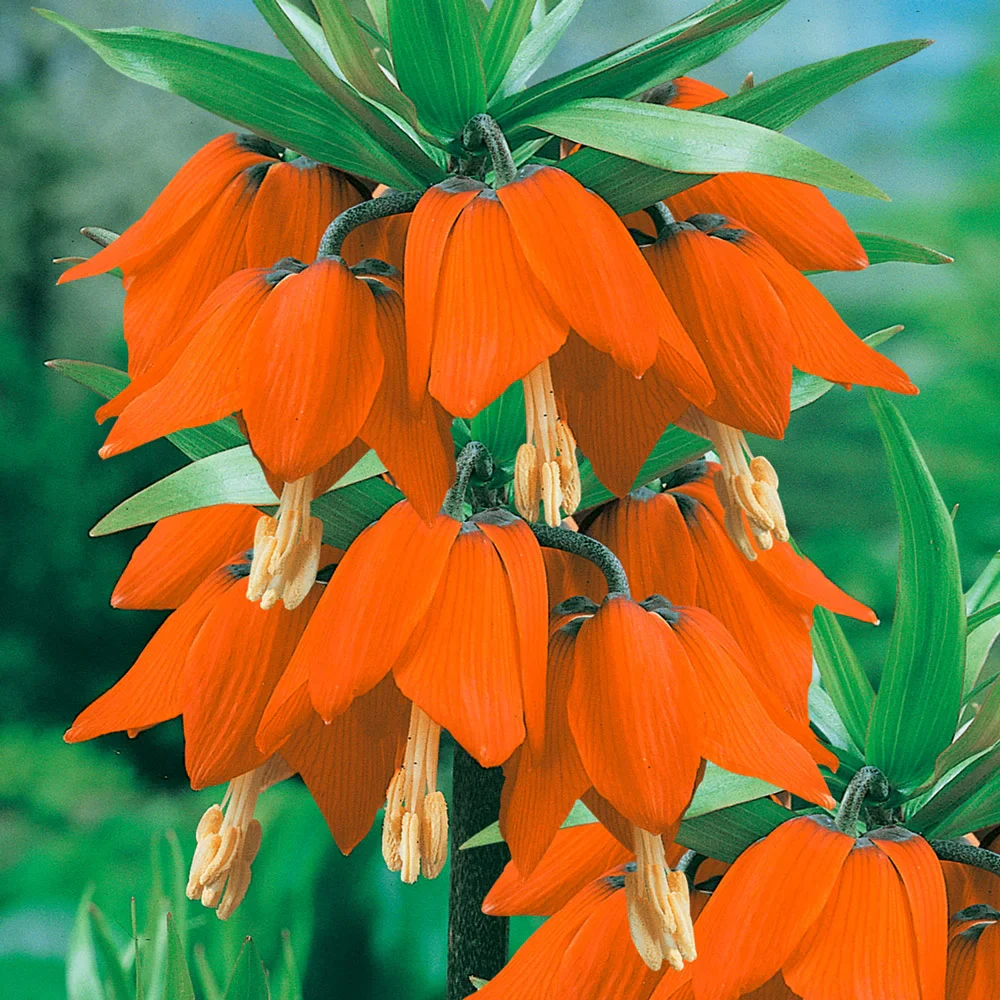 'Crown on Crown' Crown Imperial - Image 2