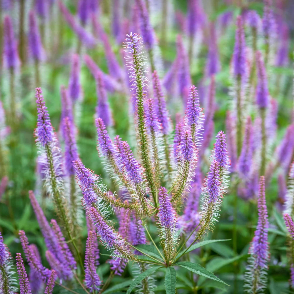 Culver's Root Fascination - Image 2