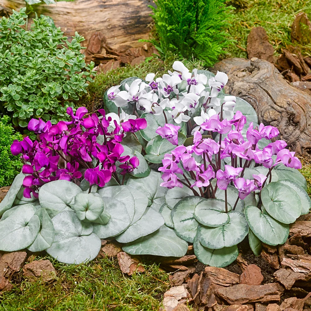 Cyclamen coum Pewter Leaf Mix