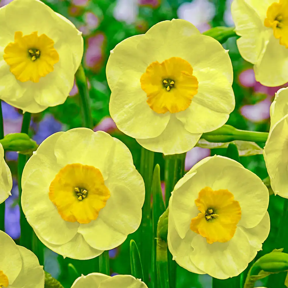 Jonquilla Narcissus Sun Disc - Image 2