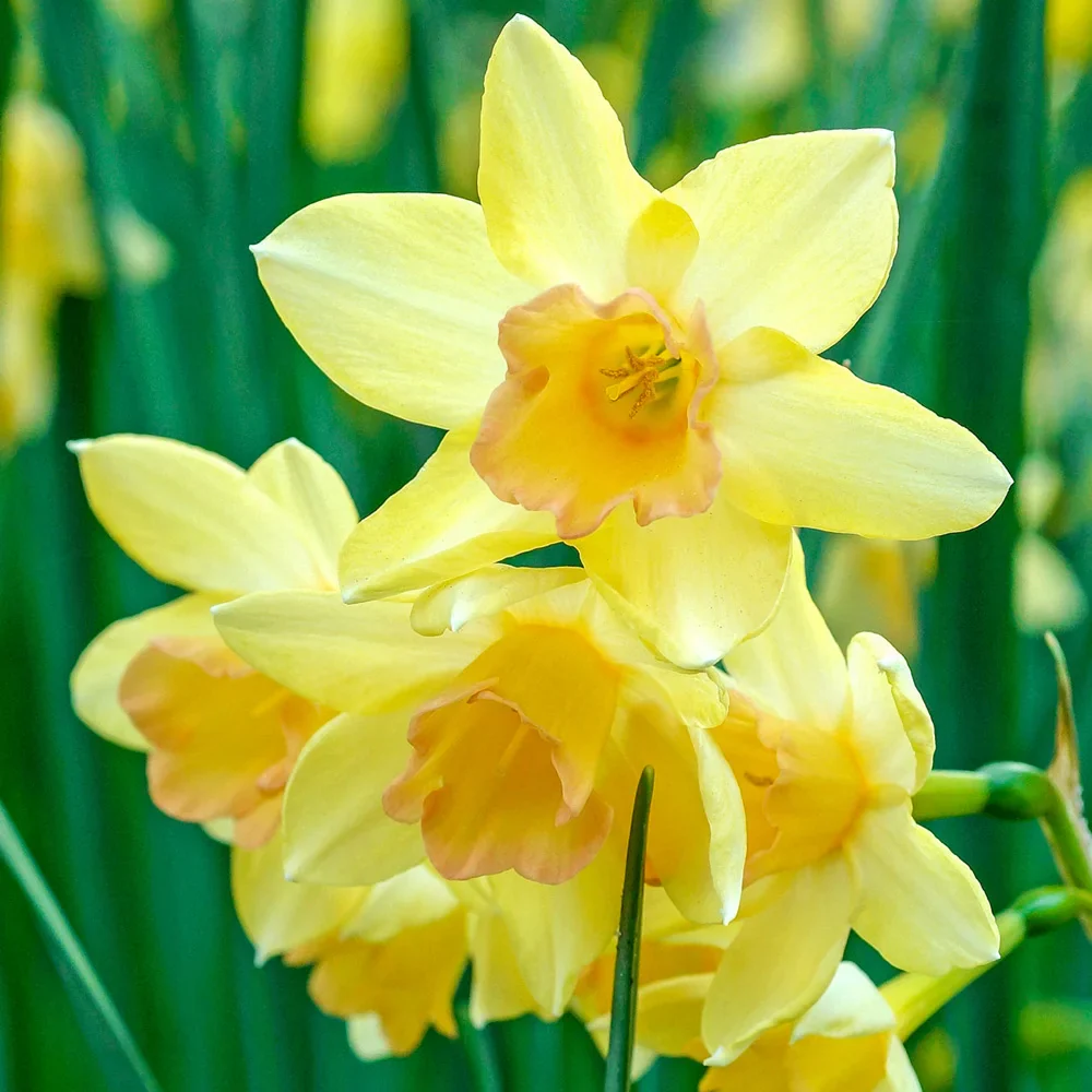 Jonquilla Daffodil Blushing Lady - Image 2