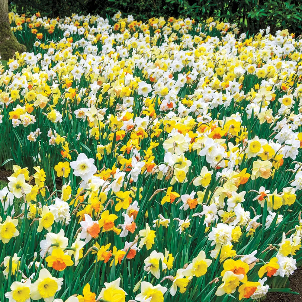 Daffodils for Shade Mix
