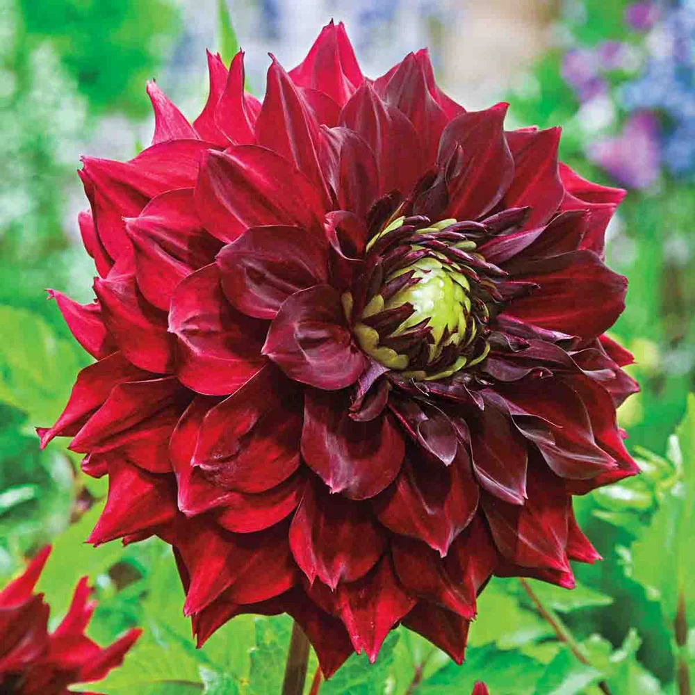 Dinnerplate Dahlia Mingus Alex - Image 3