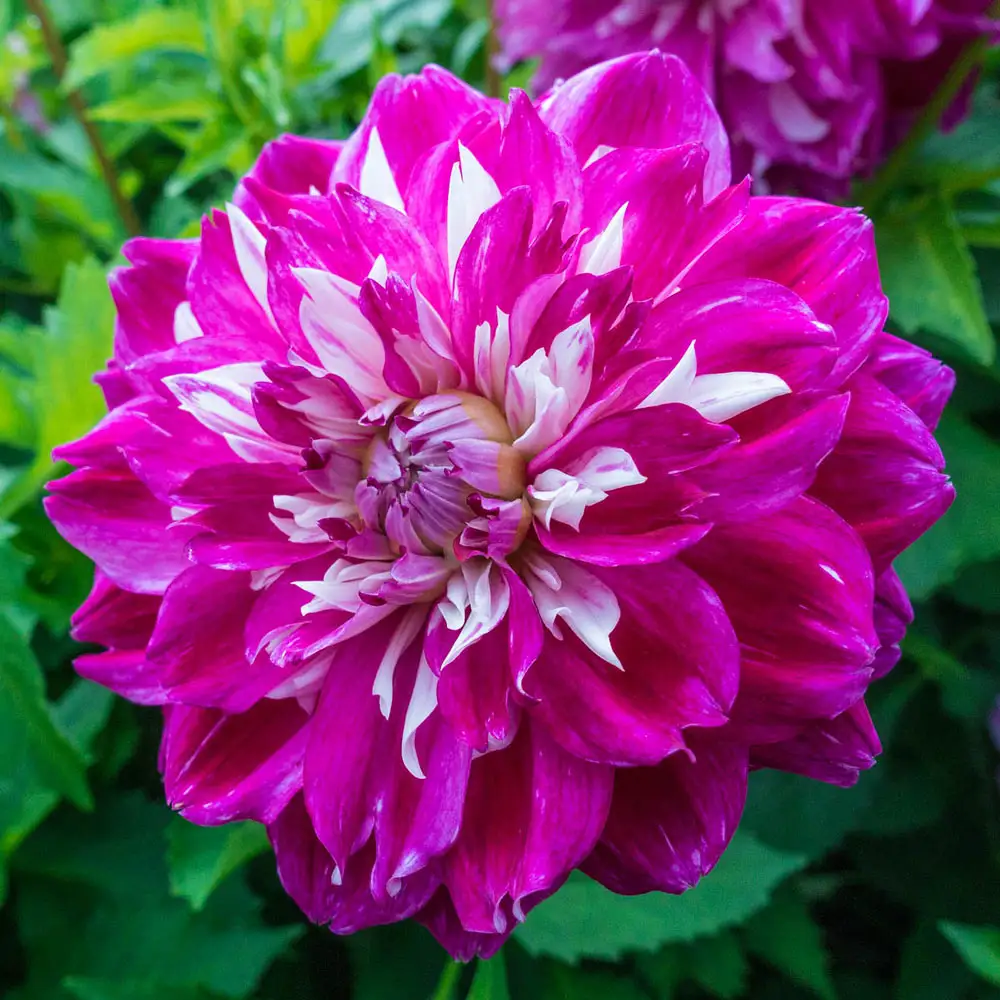 Colorful Decorative Dahlia Optic Illusion
