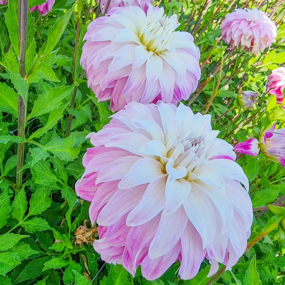 Dahlia Pink Petticoat