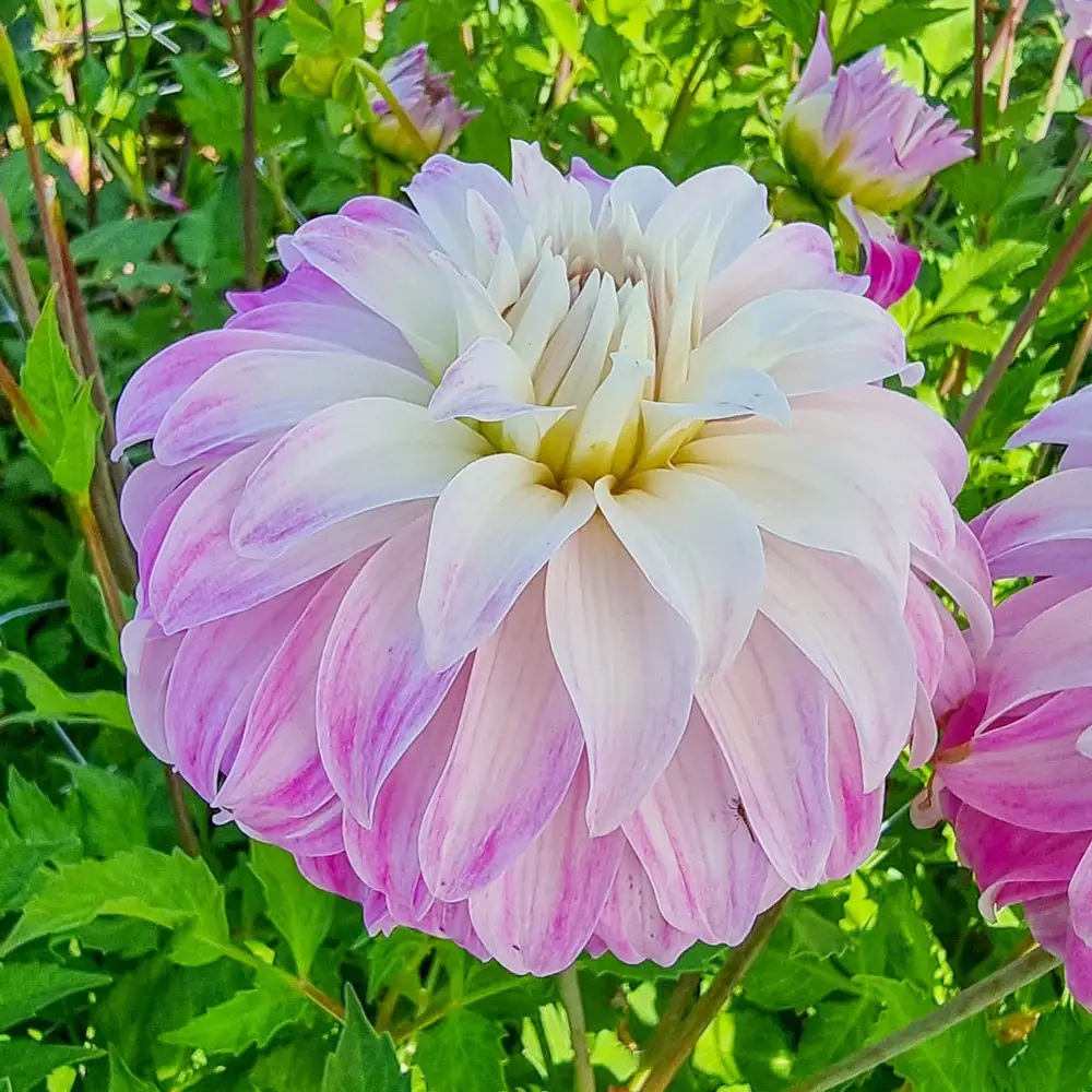 Dahlia Pink Petticoat - Image 3