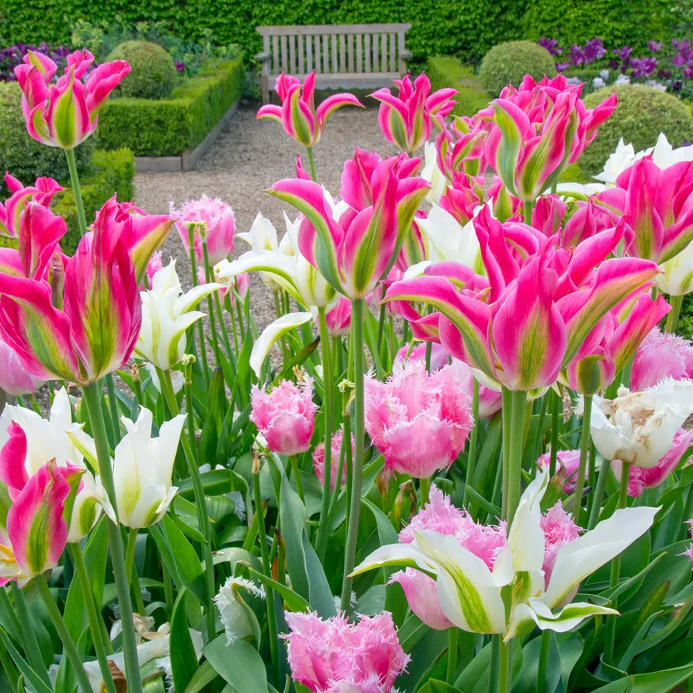 Dancing Queens Tulip Trio