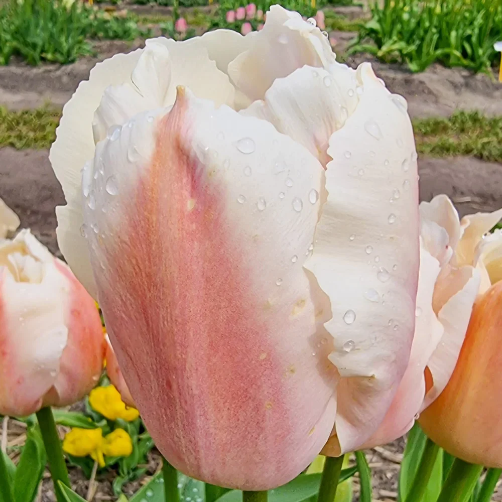 Darwin Hybrid Tulip Apricot Pride - Image 2