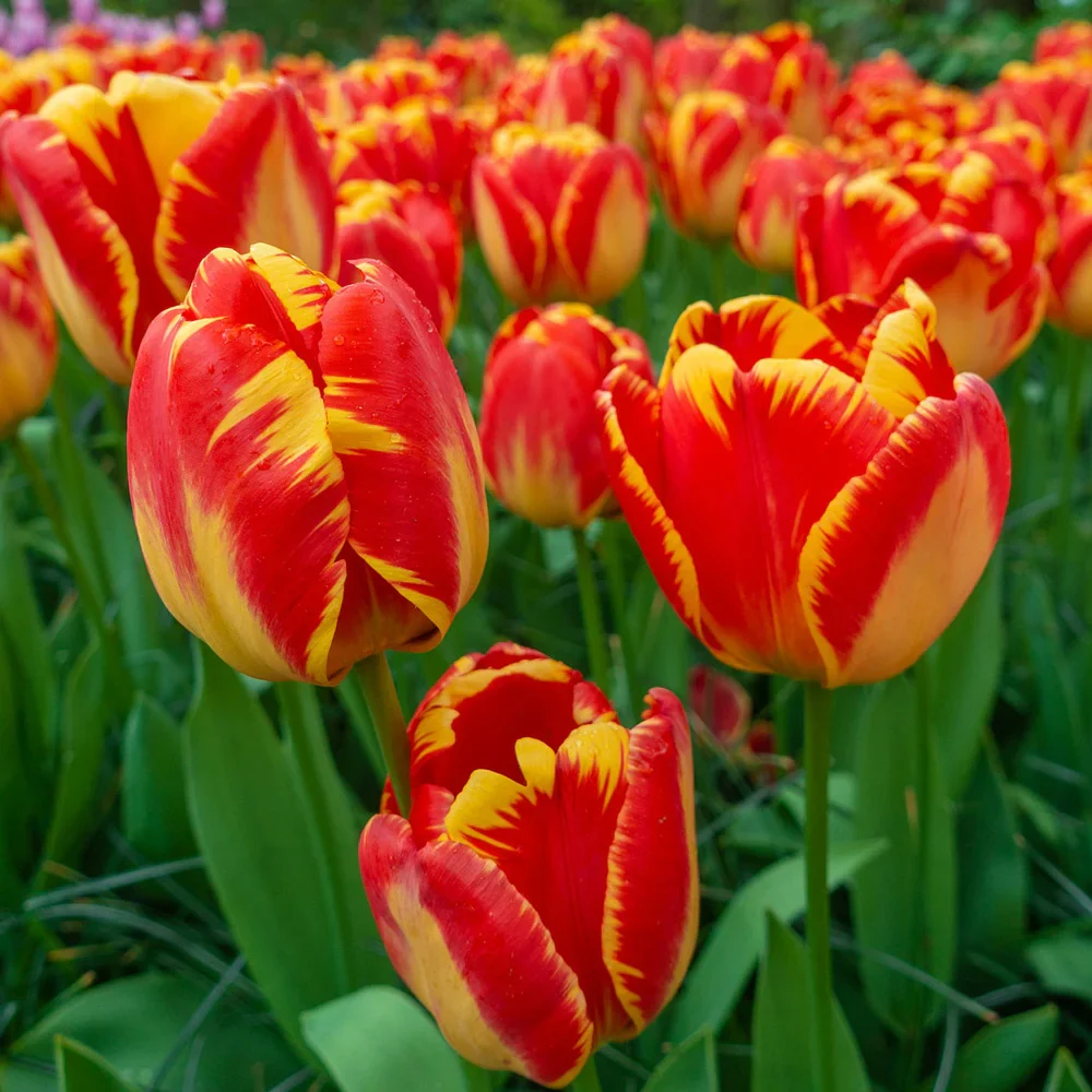 Darwin Hybrid Tulip Banja Luka