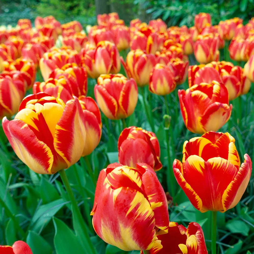 Darwin Hybrid Tulip Banja Luka - Image 2