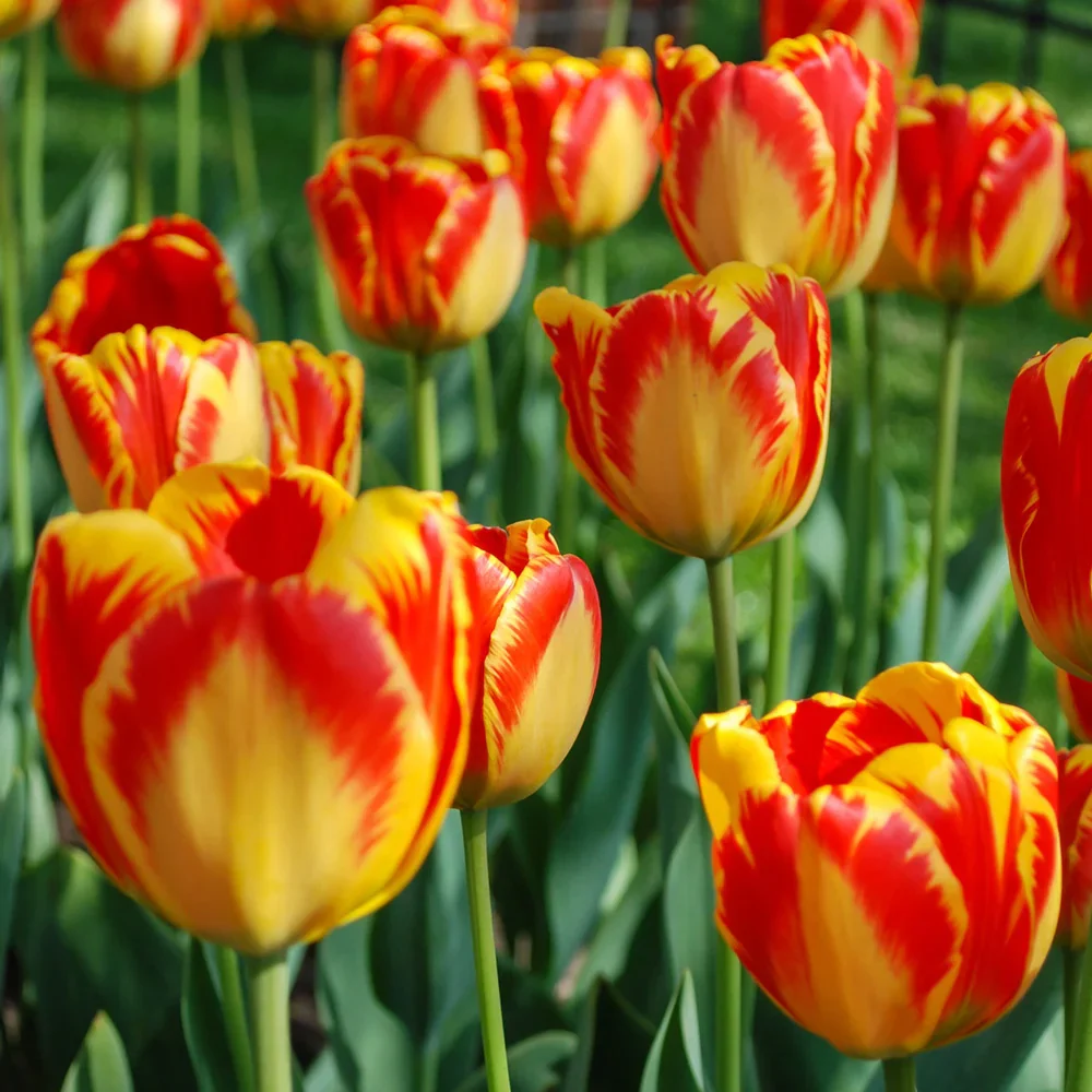 Darwin Hybrid Tulip Banja Luka - Image 3