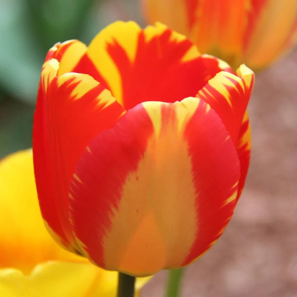 Darwin Hybrid Tulip Banja Luka - Image 4