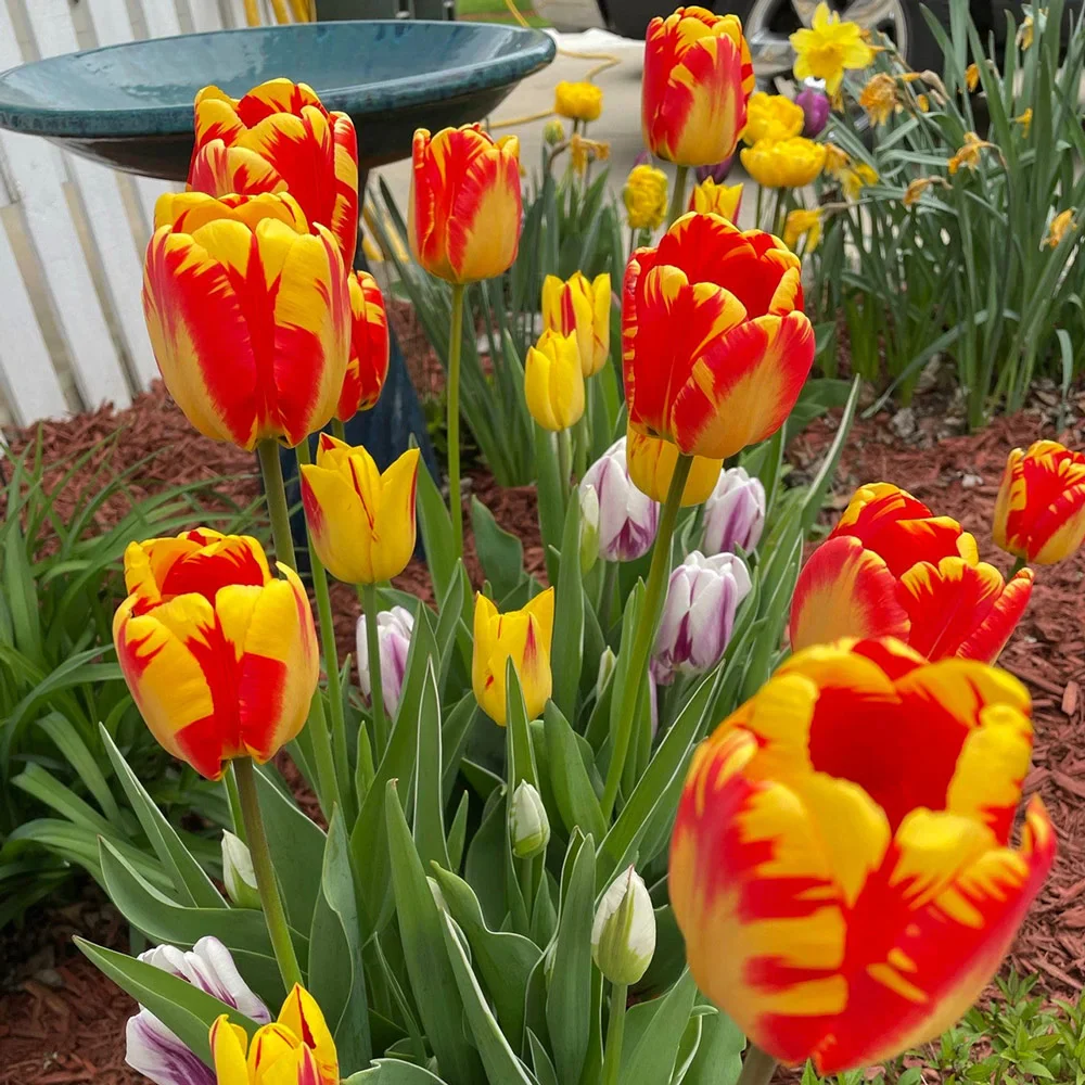 Darwin Hybrid Tulip Banja Luka - Image 5