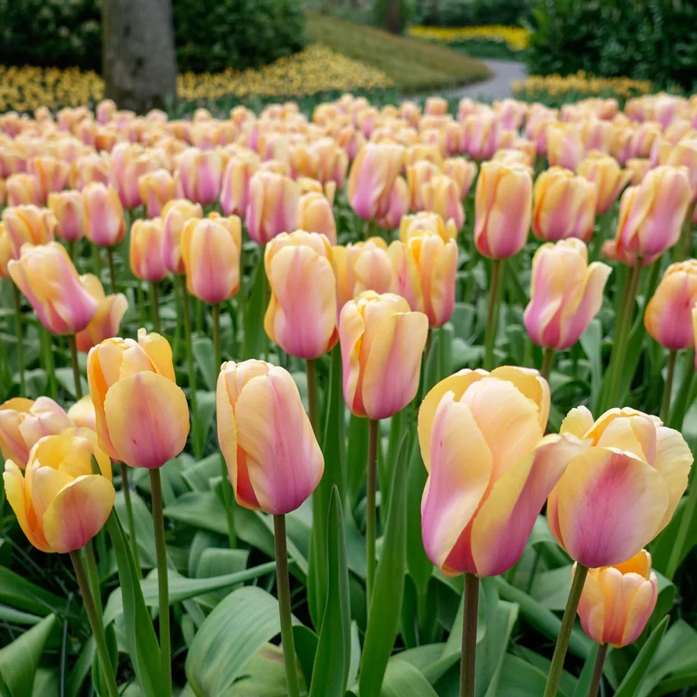 Darwin Hybrid Tulip Blushing Impression