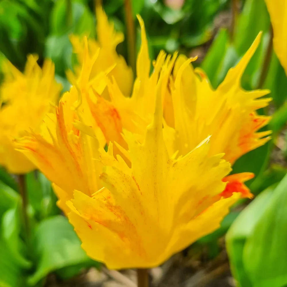 Darwin Hybrid Tulip Golden Leo - Image 2
