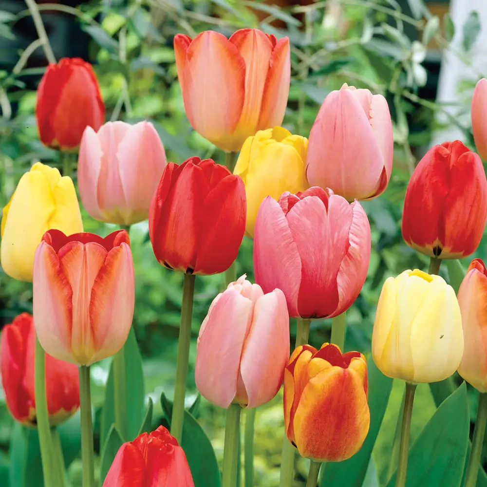 Darwin Hybrid Tulip Mix - Image 3