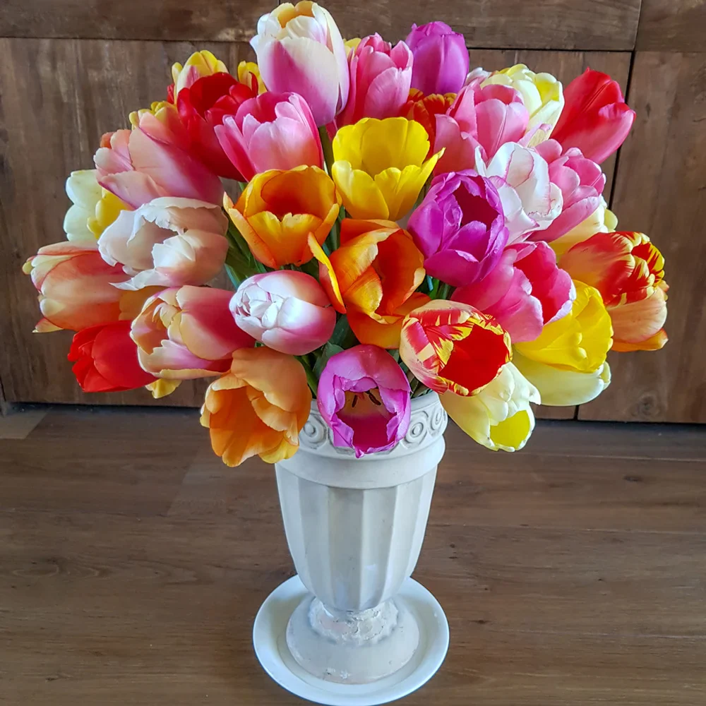 Darwin Hybrid Tulip Mix - Image 5