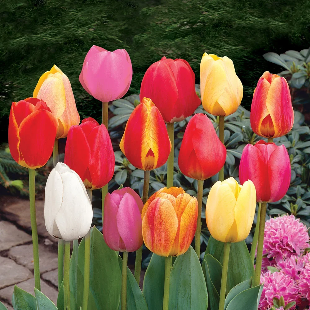 Darwin Hybrid Tulip Mix - Image 7