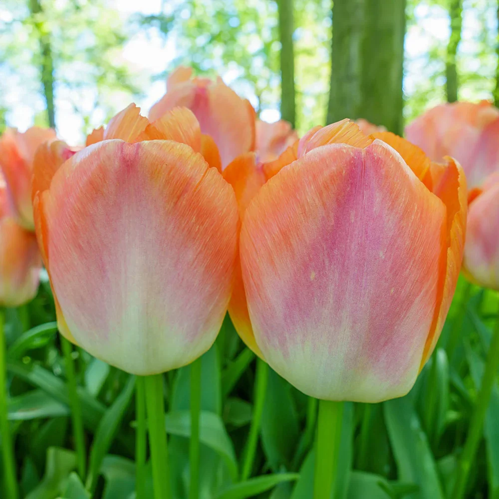 Darwin Hybrid Tulip Orange Pride - Image 2