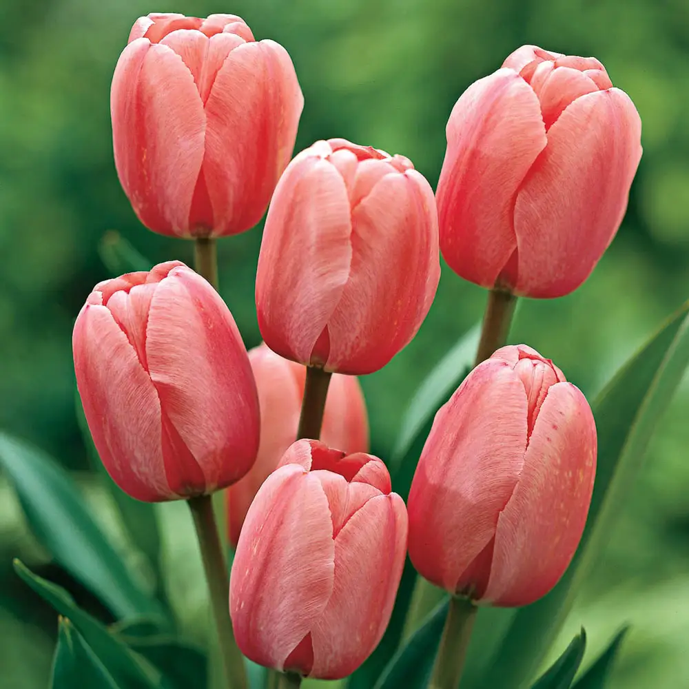 Darwin Hybrid Tulip Pink Impression