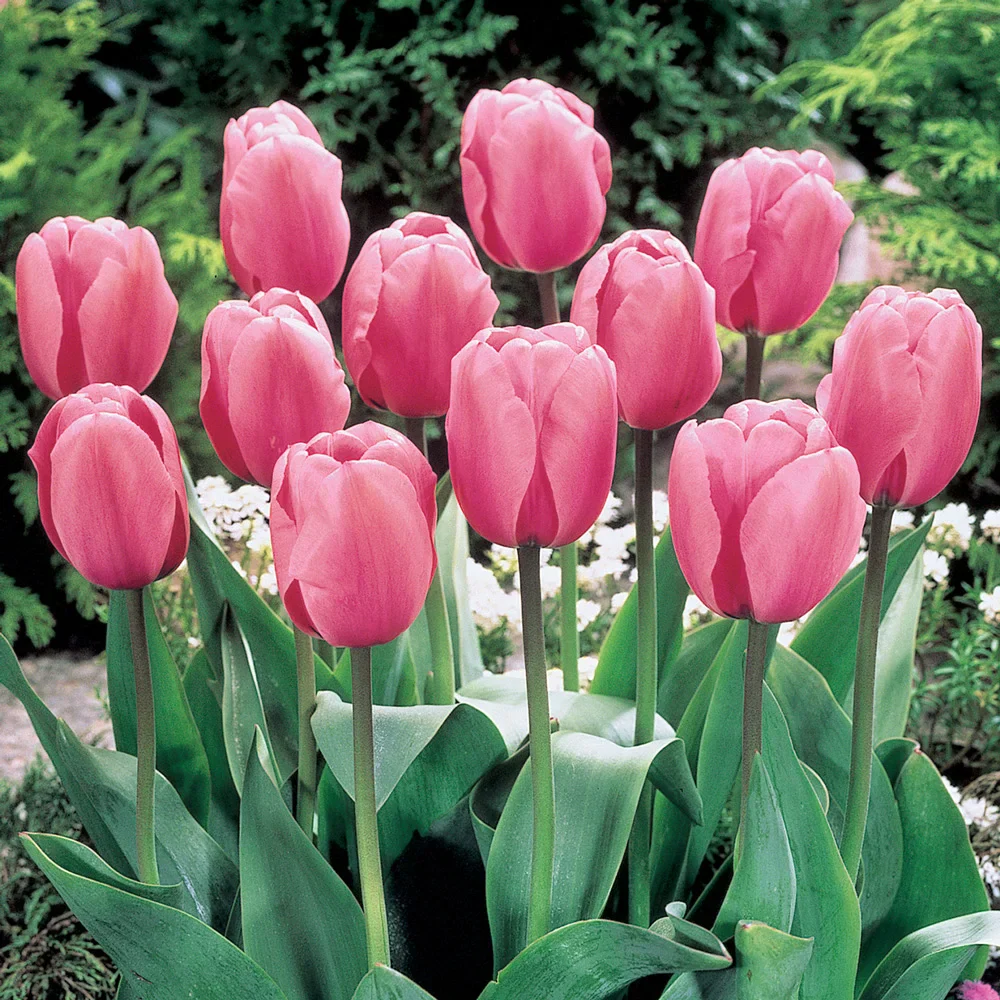 Darwin Hybrid Tulip Pink Impression - Image 2
