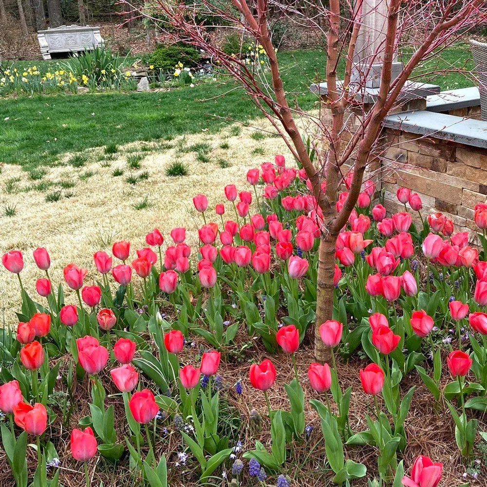 Darwin Hybrid Tulip Pink Impression - Image 6