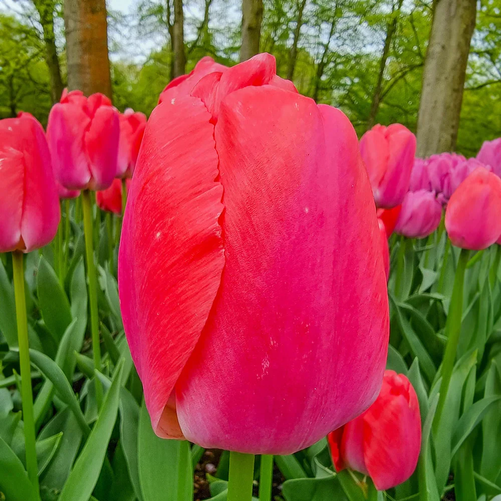 Darwin Hybrid Tulip Pink Pride - Image 2