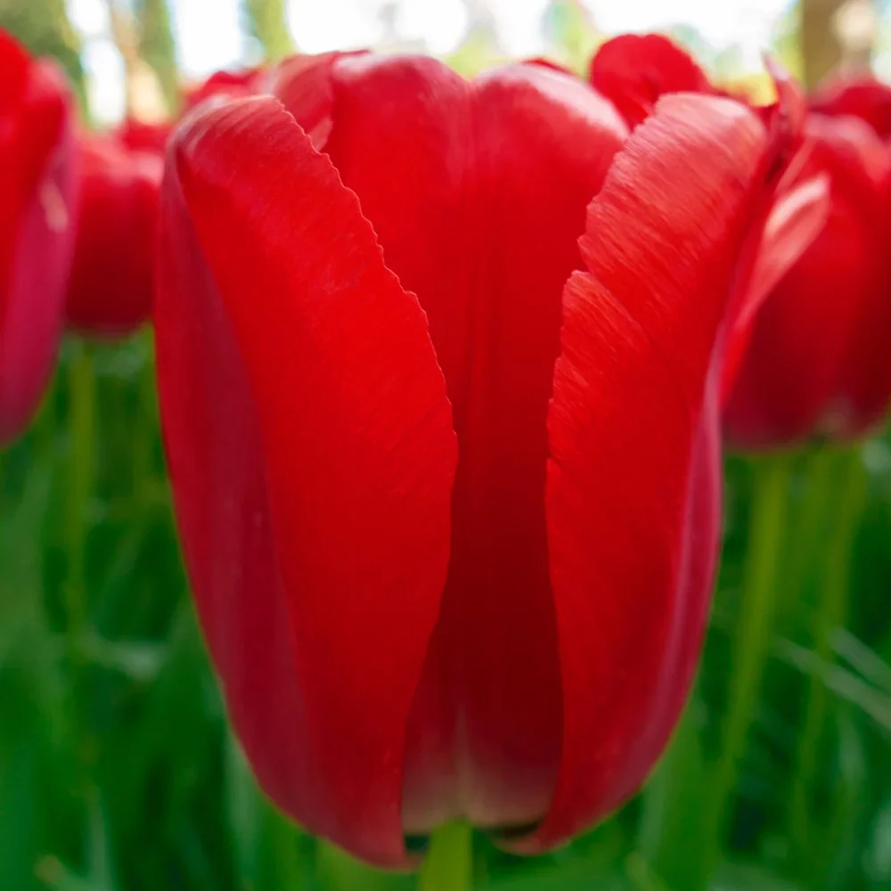 Darwin Hybrid Tulip Red Pride