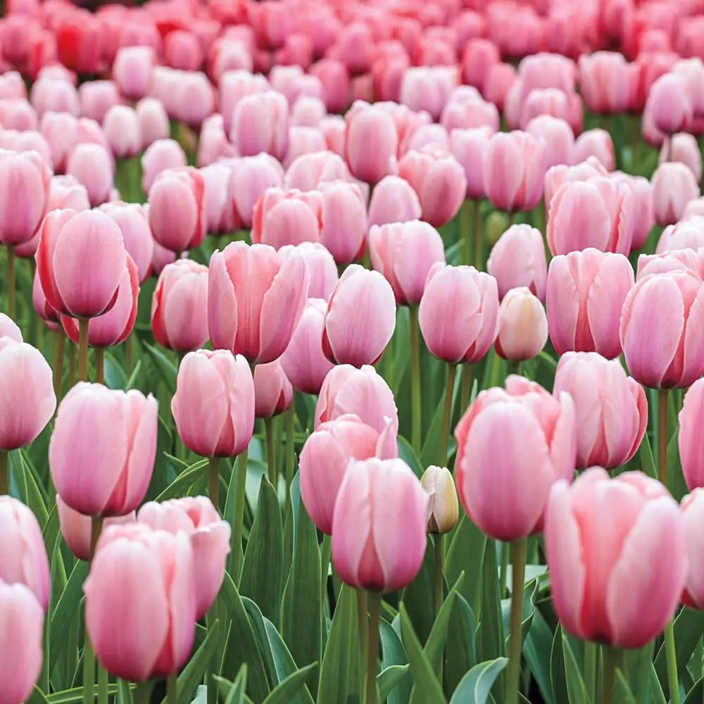 Darwin Hybrid Tulip Salmon Impression