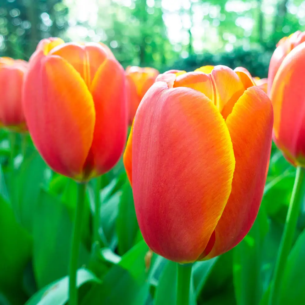 Darwin Hybrid Tulip Triple A - Image 2