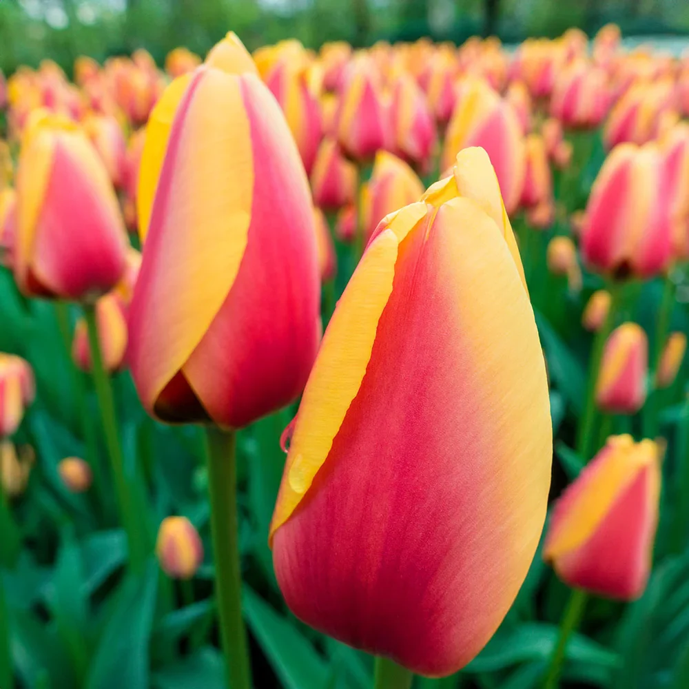 Darwin Hybrid Tulip World Peace - Image 3