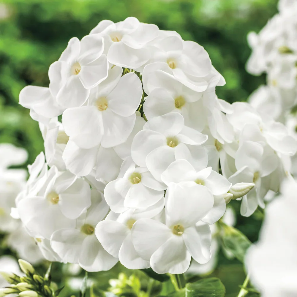 Phlox David - Image 2