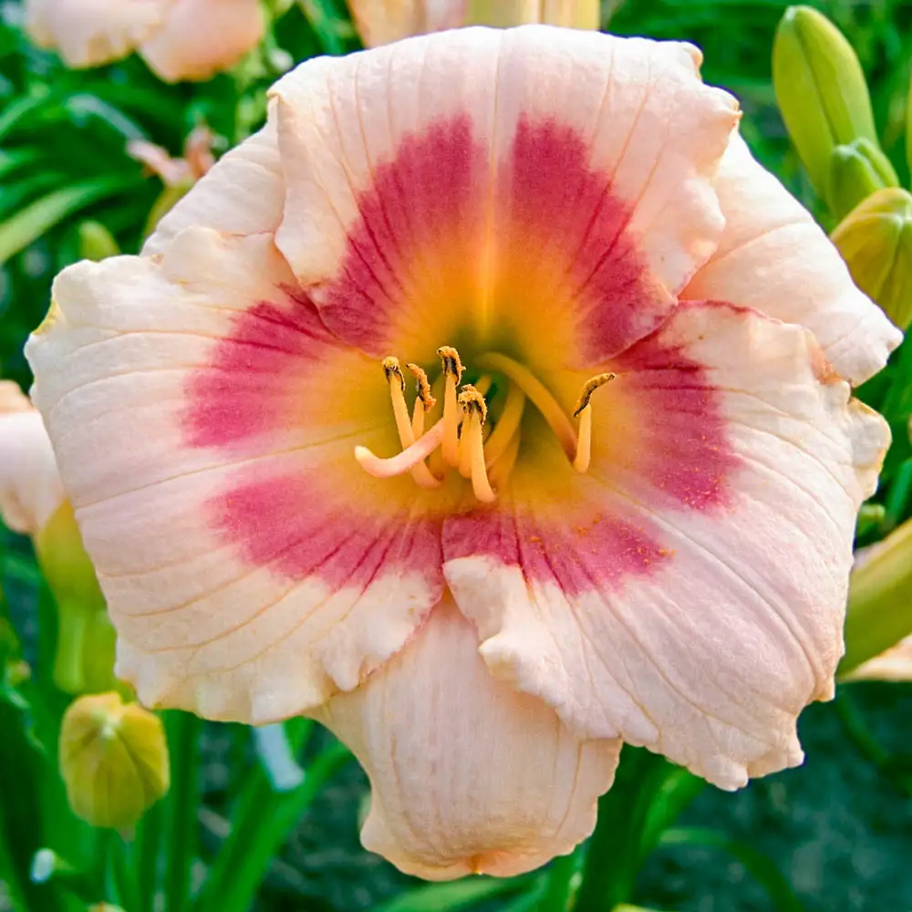 Daylily Blush'n Pink Eye - Image 2