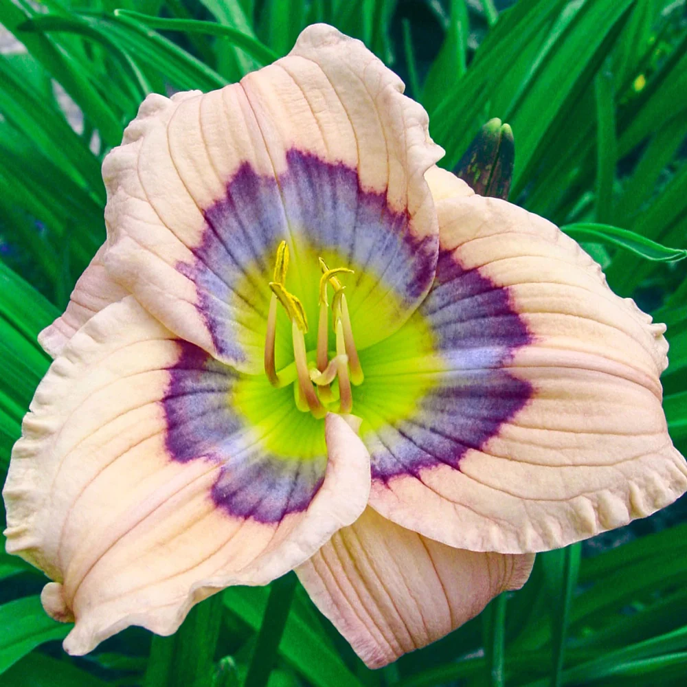 Daylily David Kirchhoff - Image 2