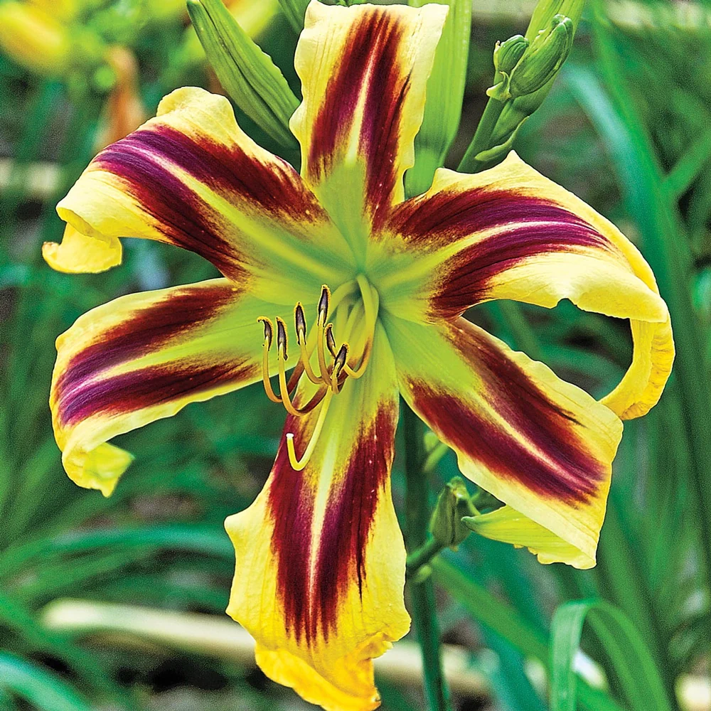 Daylily Free Wheelin - Image 2