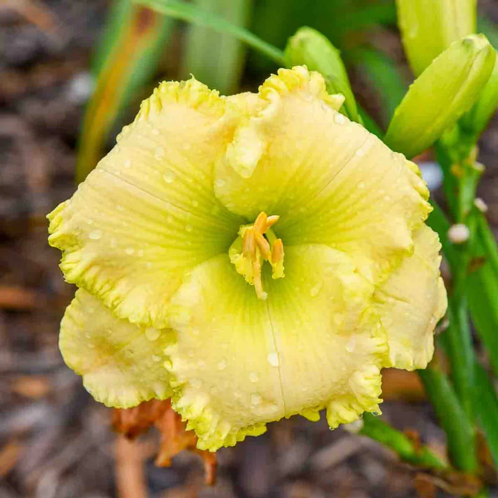 Daylily Lemon Pop