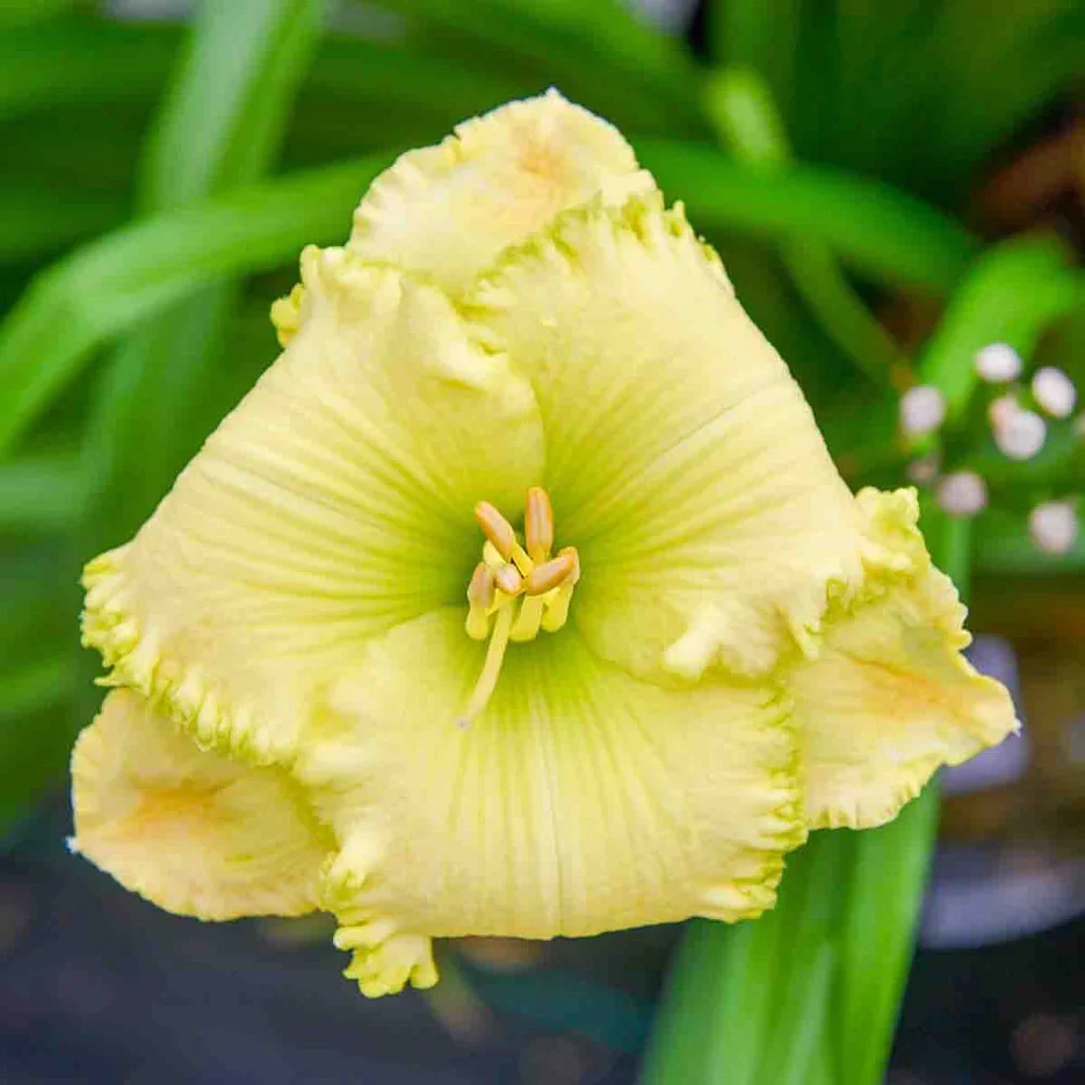 Daylily Lemon Pop - Image 2
