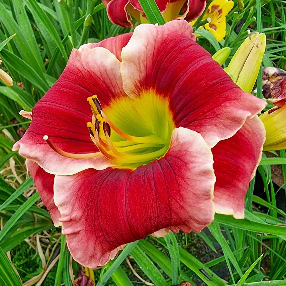 Daylily Lovely Ladybug - Image 3