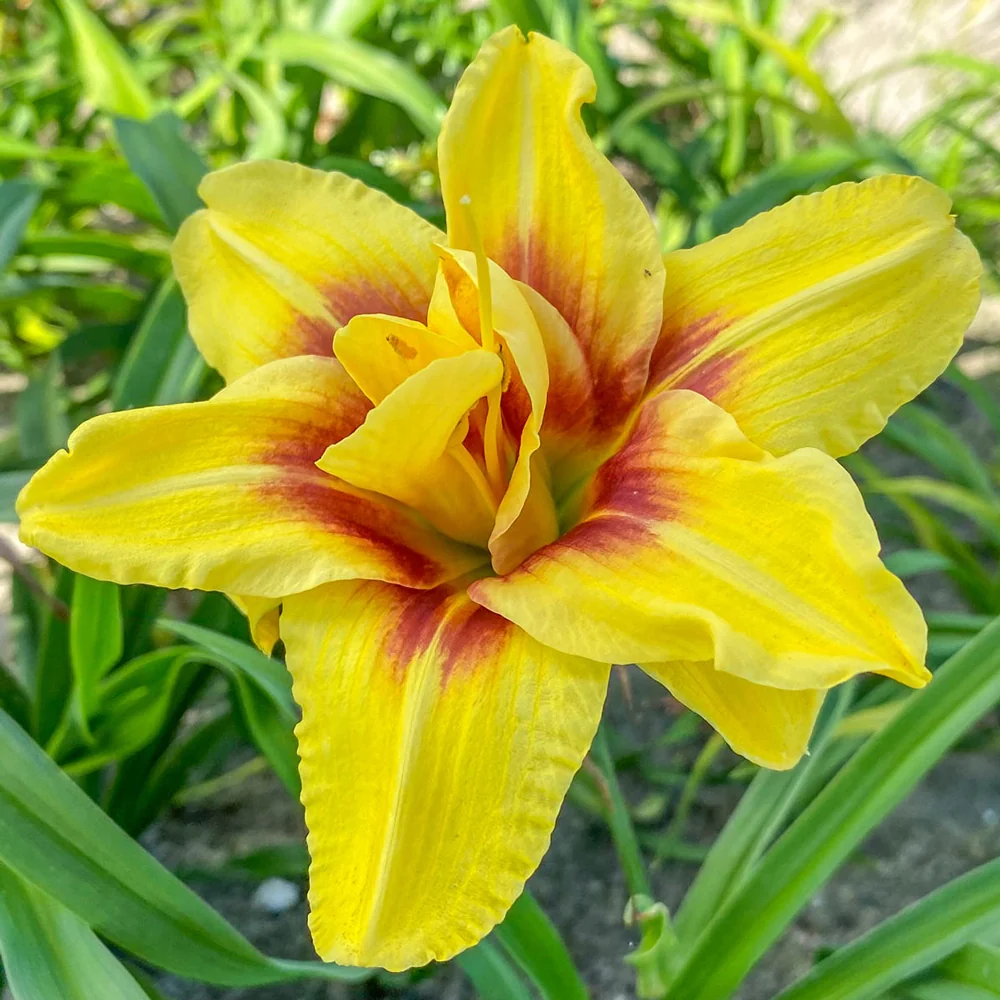 Daylily Mount Helena - Image 2