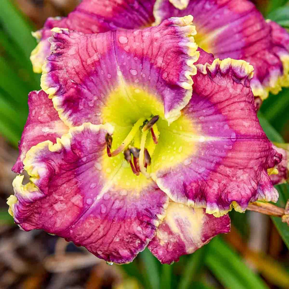 Daylily Rude Awakening - Image 2