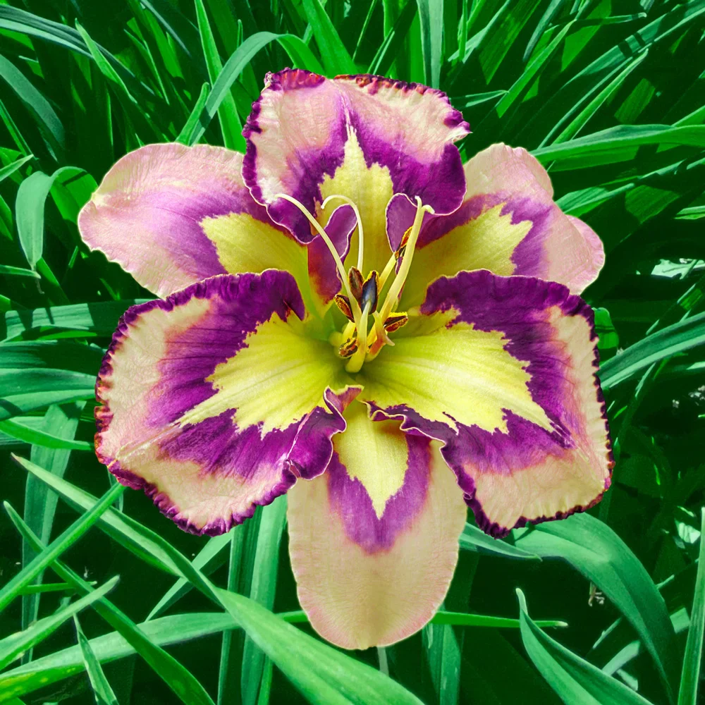 Daylily Spacecoast Behavior Pattern