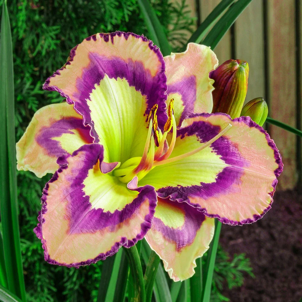 Daylily Spacecoast Behavior Pattern - Image 2