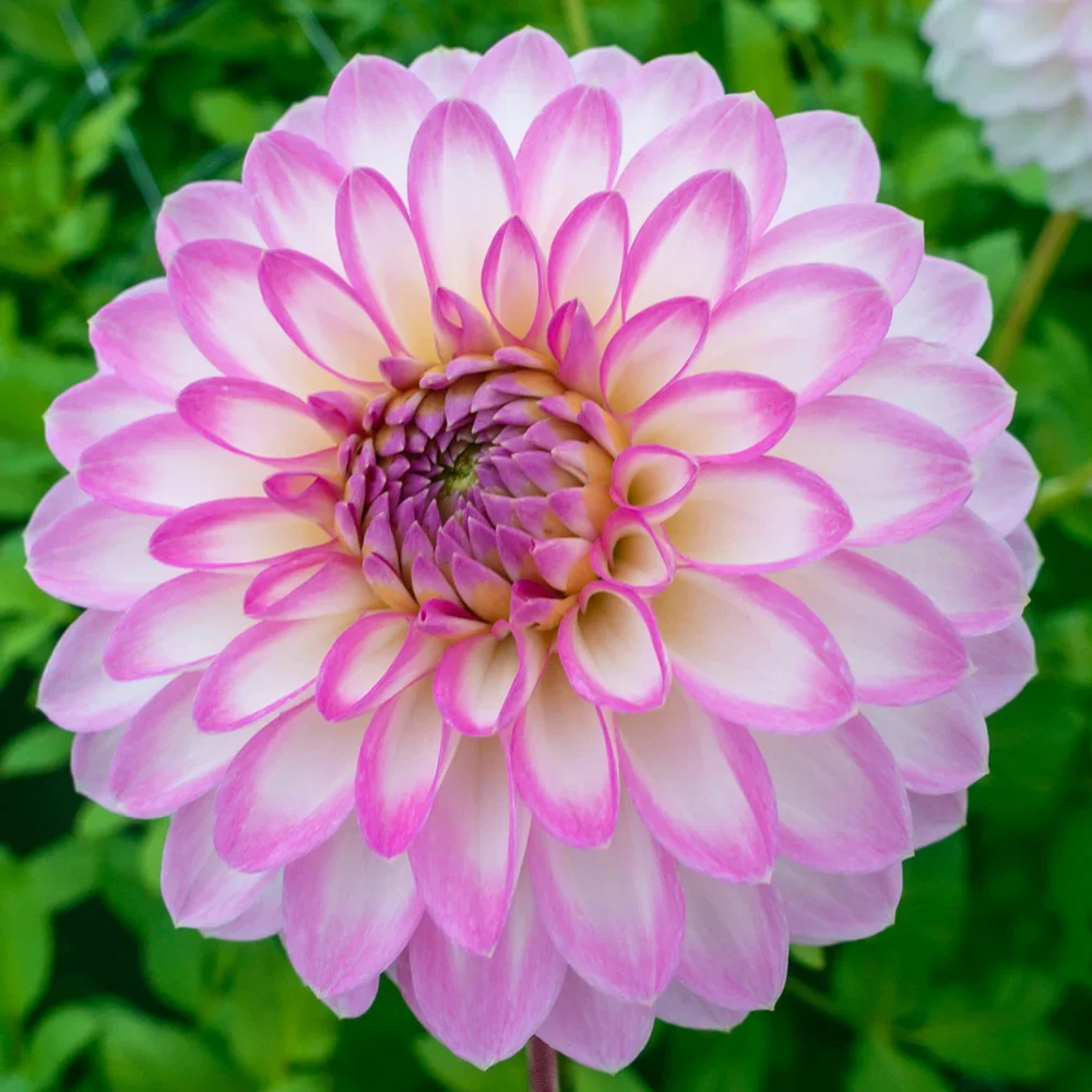 Decorative Dahlia Arbatax