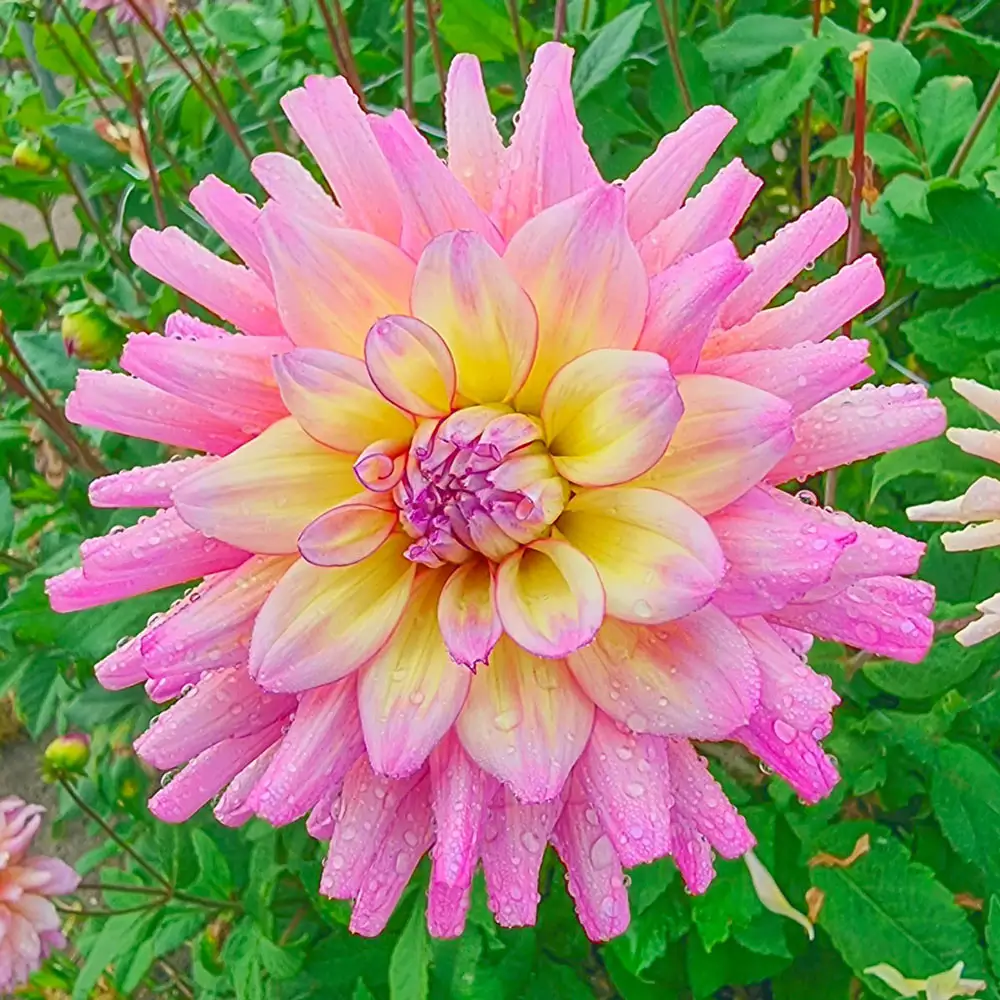 Decorative Dahlia Bahama Mama